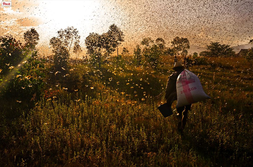 30 завораживающих фотографий миграции животных и насекомых животные, миграция, мир, насекомые