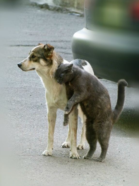 Кошки - самые лучшие друзья собак кошки, собаки