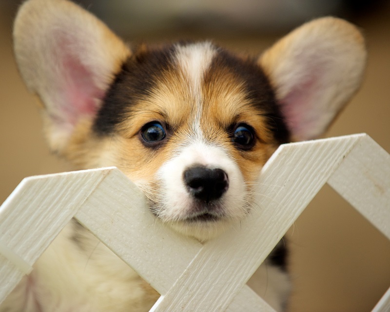 ������ ����� �����-�����. ����