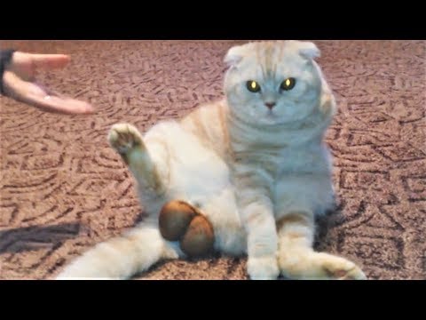 СМЕШНЫЕ ЖИВОТНЫЕ 2018 Лучшие Приколы с Животными ПРИКОЛЫ с Котами и Собаками ПОПРОБУЙ НЕ ЗАСМЕЯТЬСЯ СМЕШНЫЕ ЖИВОТНЫЕ 2018 Лучшие Приколы с Животными ПРИКОЛЫ с Котами и Собаками ПОПРОБУЙ НЕ ЗАСМЕЯТЬСЯ