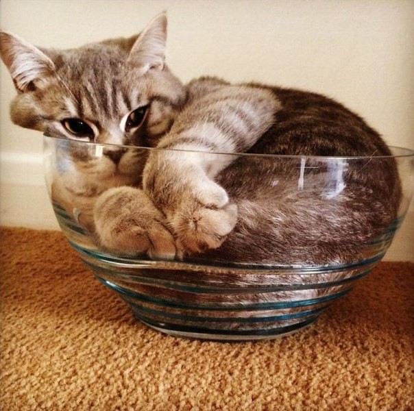 Стеклянное гнездо. Что может быть удобнее? животные, коты, прикол, юмор