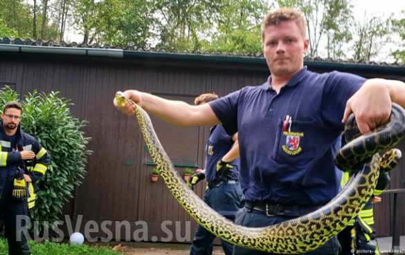 В немецком озере поймали анаконду