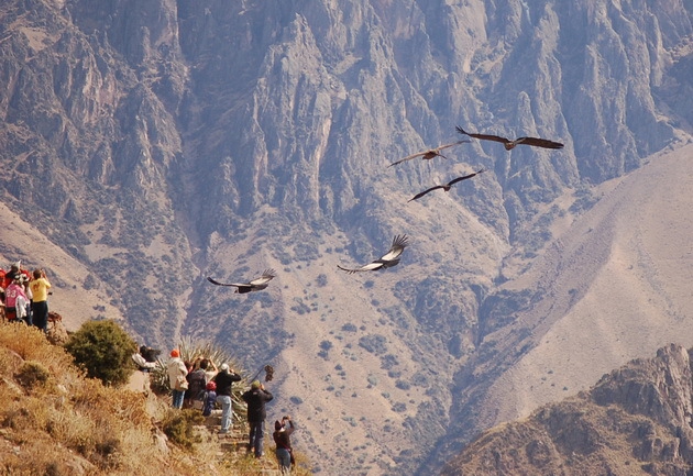 Самый глубокий каньон в мире, где обитают гигантские птицы долина, каньон, перу, птицы