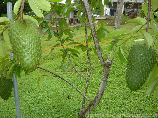 доминиканская республика