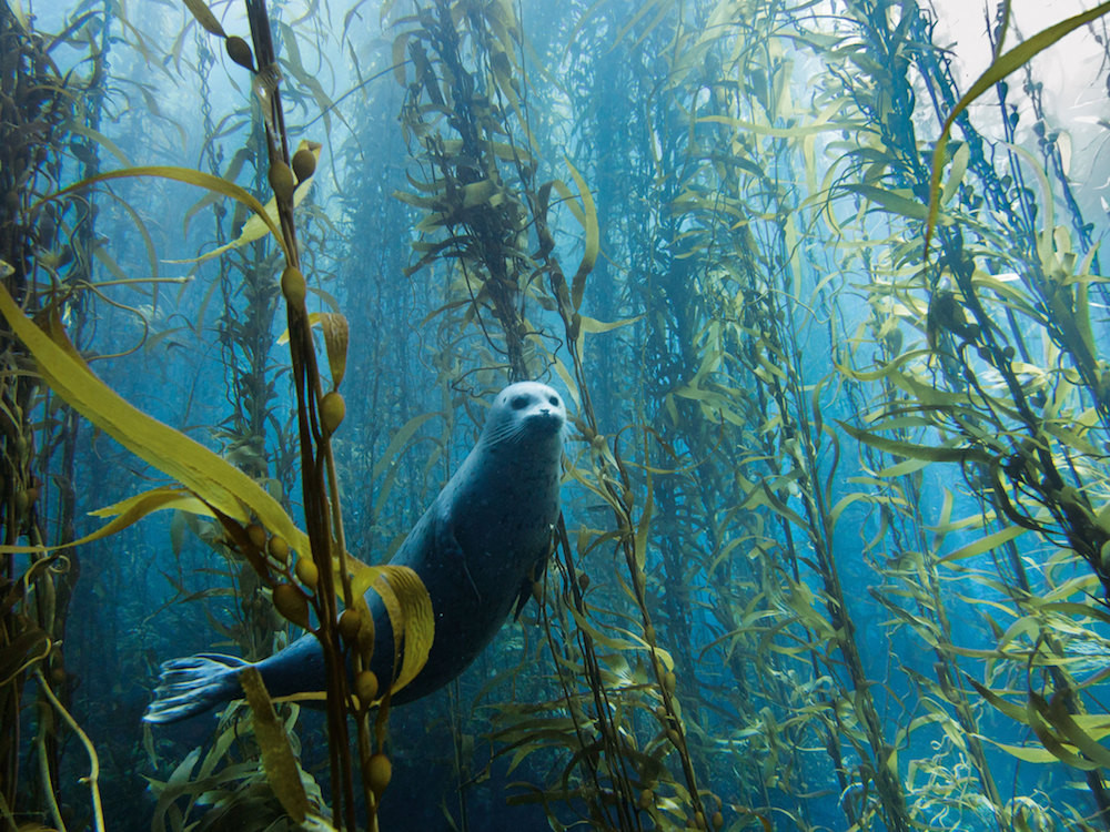 21. Потрясающий подводный лес. люди, мир, удивительные фотографии