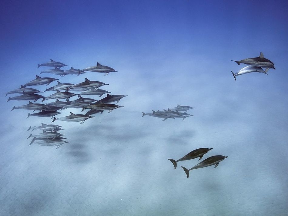 Лучшие фотографии 2015 года от National Geographic. Просто сердце замирает!