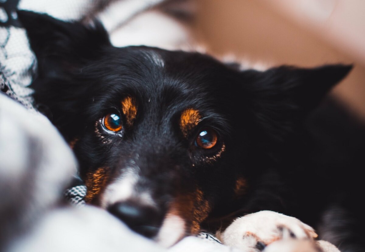     Пускать пса в постель полезно для здоровья, считают ученые