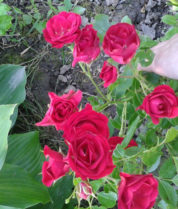 Фото-0046 (596x700, 137Kb)