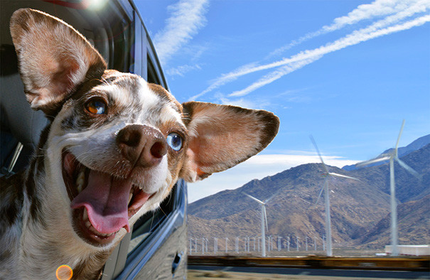 50 собак, обожающих поездки на машине машина, поездка, собака