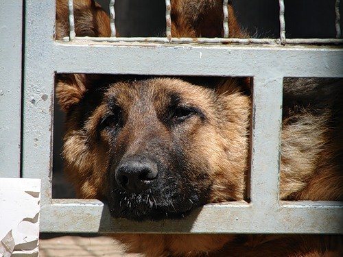 Человек, я прошу, помоги… Человек, я прошу, помоги…