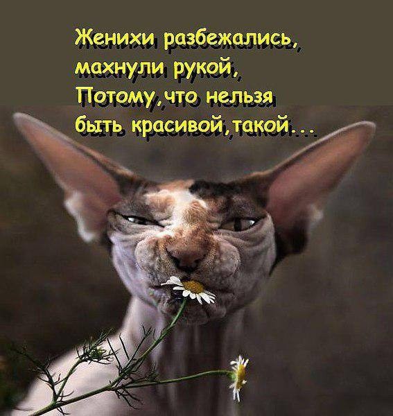 Кошачий фотопост! Кошачий фотопост! коты, юмор
