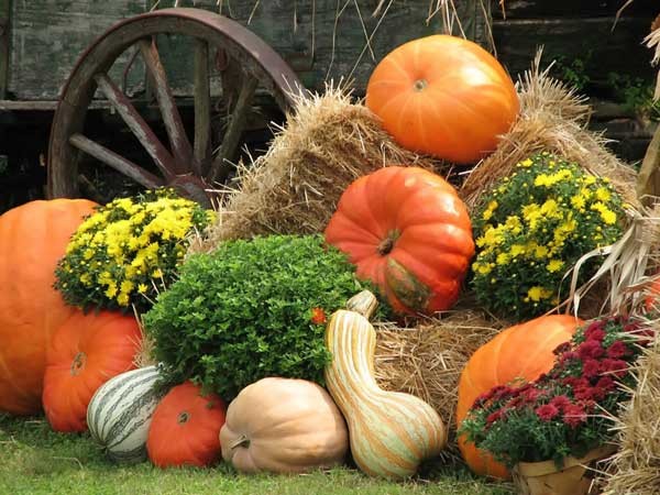Harvest Scene of Pumpkins - Фото обои на рабочий стол FindWall.RU