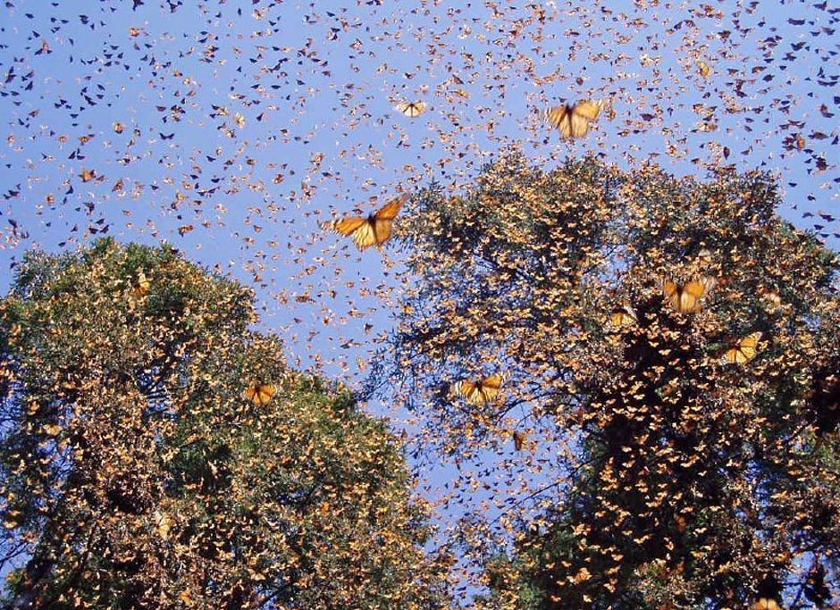 butterfly15 Миграция бабочек   монархов