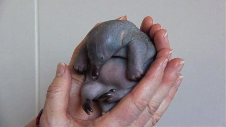 Крошечный и лысый: попробуйте угадать, что это за очаровательный малыш детеныш ехидны, как выглядят ехидны в детстве, маленькая ехидна