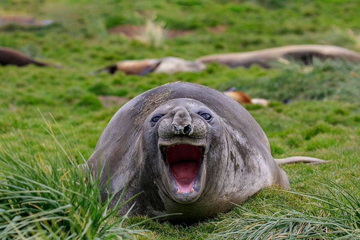 3085196_funnyanimalspicscomedywildlifephotographyawards285b07b88d703d5__700 700x467 95Kb