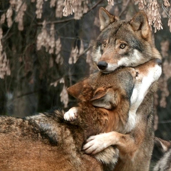 Животные обнимаются. Фото
