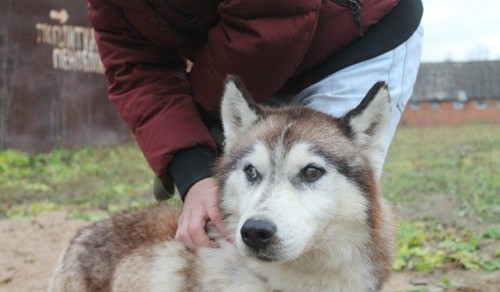  Девушка спасла 20 собак из адского приюта владимирская область, животные, приют