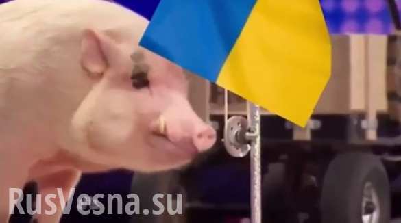 Тонкий троллинг: свинья поднимает флаг Украины (ВИДЕО) | Русская весна
