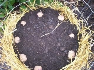 Грядка-башня для картофеля просто находка для ленивых дачников Грядка-башня для картофеля просто находка для ленивых дачников