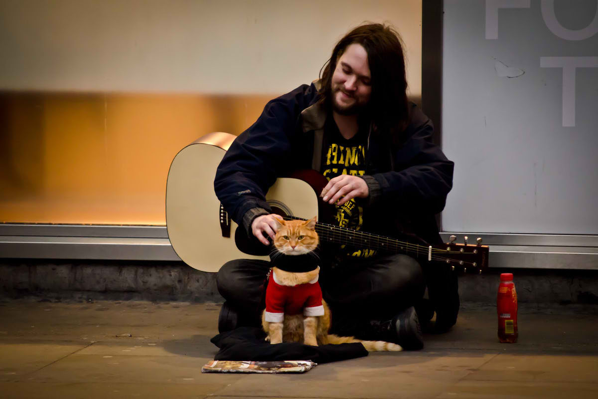 Как бездомные музыкант и кот изменили жизнь друг друга коты, люди и животные