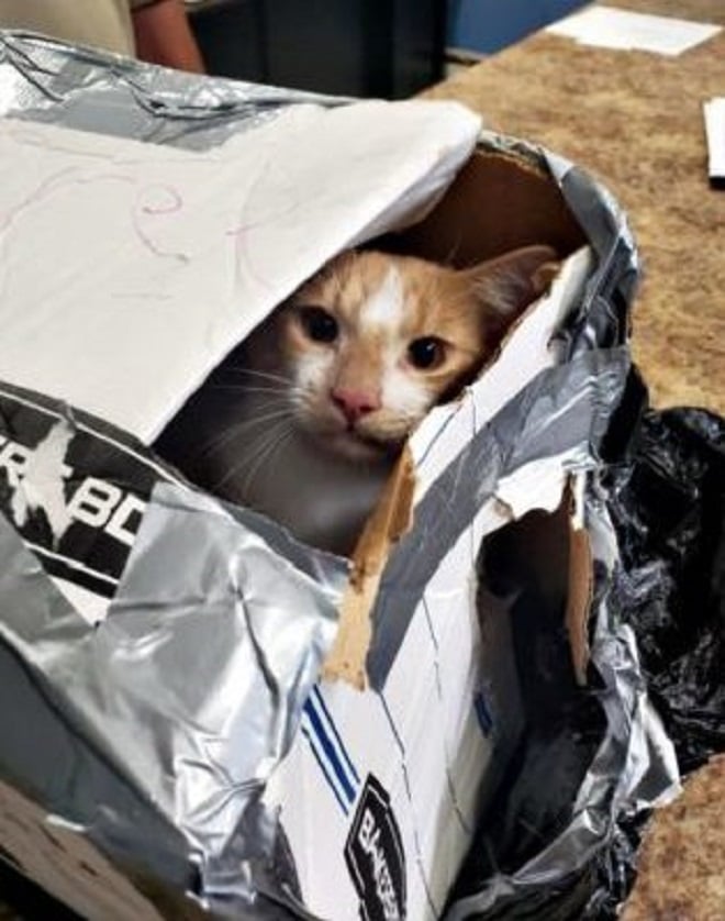 Коробка с котом Кот в коробке