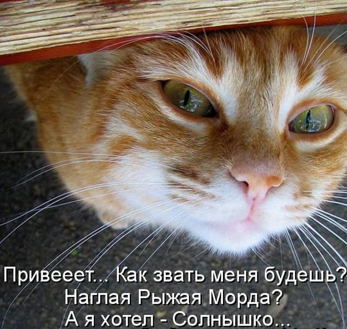 Котоматрица. Часть 2. (45 фото)
