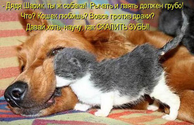 Кошки и собаки. Враги или друзья? животные, коты, кошки и собаки, прикол