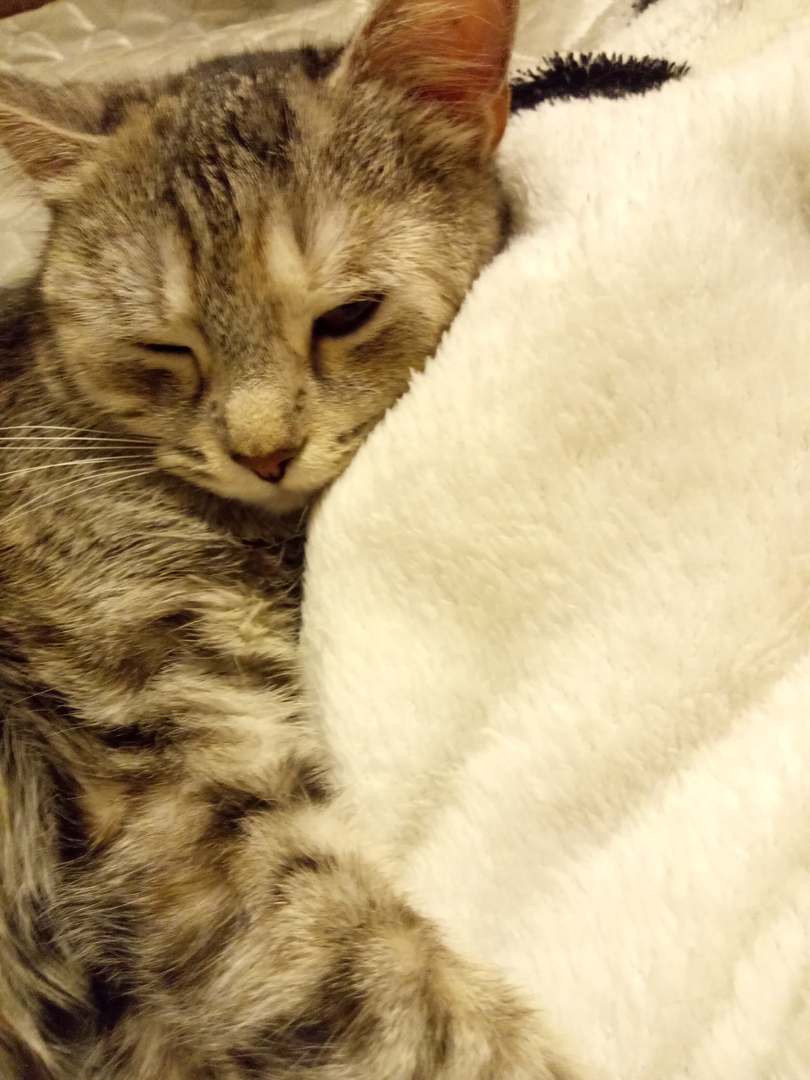 «У меня не кошка, а подарок!» Однажды два уличных котёнка стали домашними