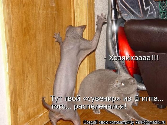 Лучшие котоматрицы недели