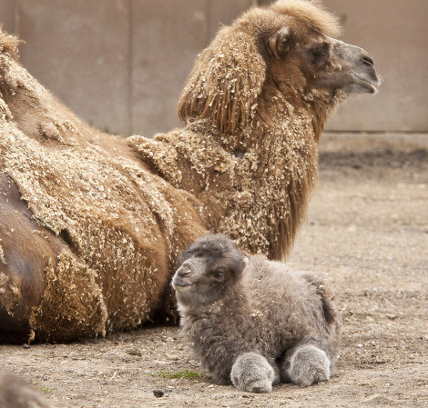 20 животных, которых вы вряд ли видели новорождёнными