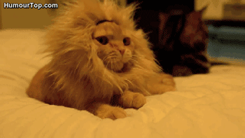 Большие кошки кошачьими делами, смешные тигры львы, анимация большие кошки, анимация тигры львы