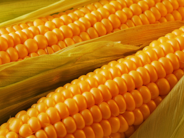 Кукуруза - свойства выращивание сорта