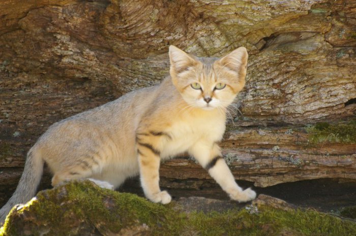 Великолепные коты и кошки, о которых вы не слышали