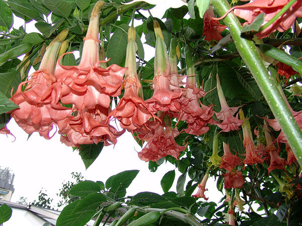 Brugmansia Salmon perfection