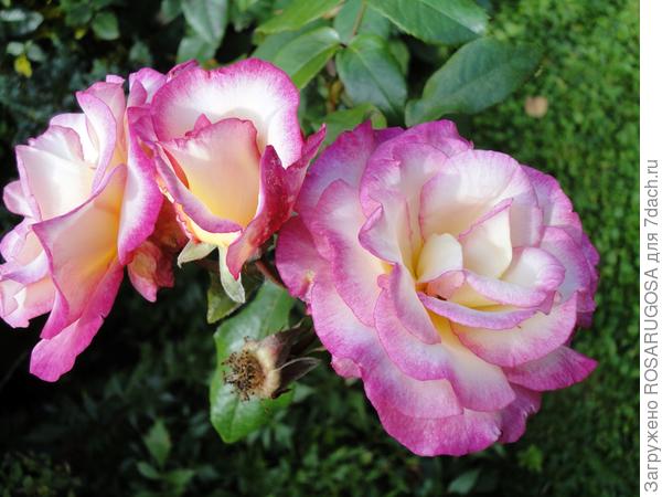 Двухцветная роза Händel хороша в окружении белых и розово-малиновых сортов