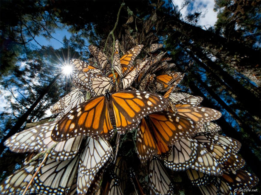 25 лучших фотографий National Geographic. Часть 2