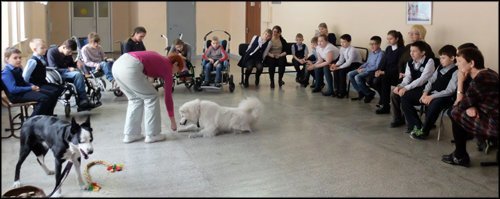 В штат красноярской школы приняли 40 собак В штат красноярской школы приняли 40 собак