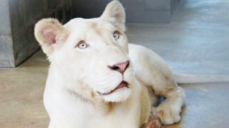 lioness 23032020 lioness