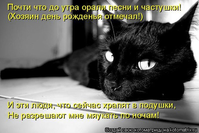 Лучшие котоматрицы недели