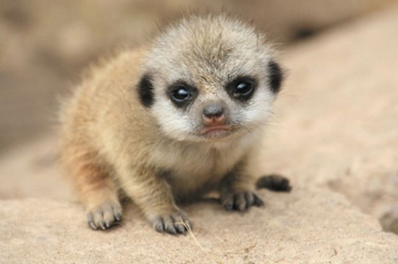 animalbaby41