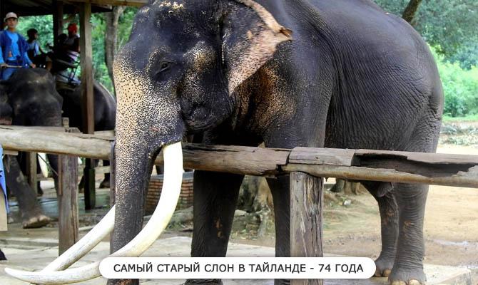 Самый старый слон - Интересные факты о слонах Интересные факты о слонах