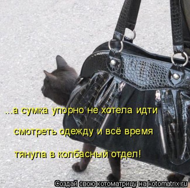 Лучшие котоматрицы недели