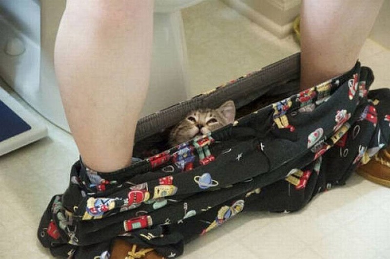Кошки, которые не умеют играть в прятки