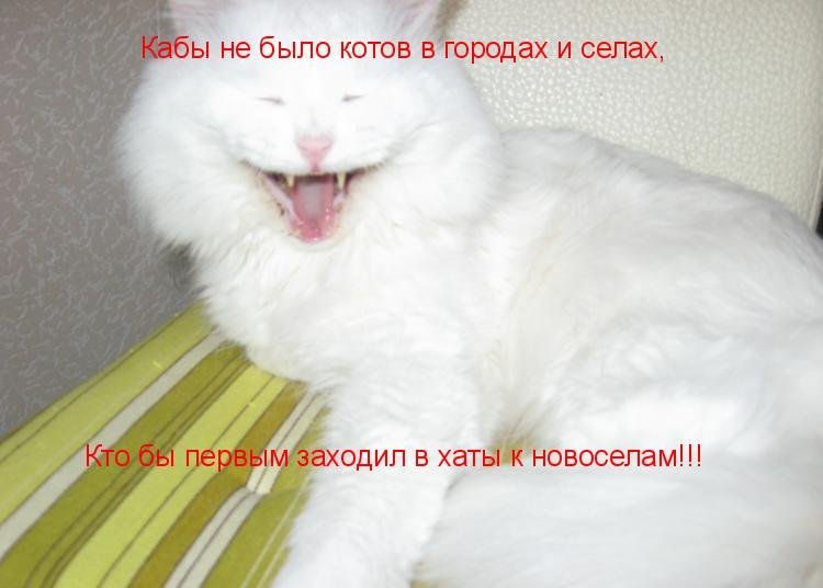 Котоматрица (81 фото)