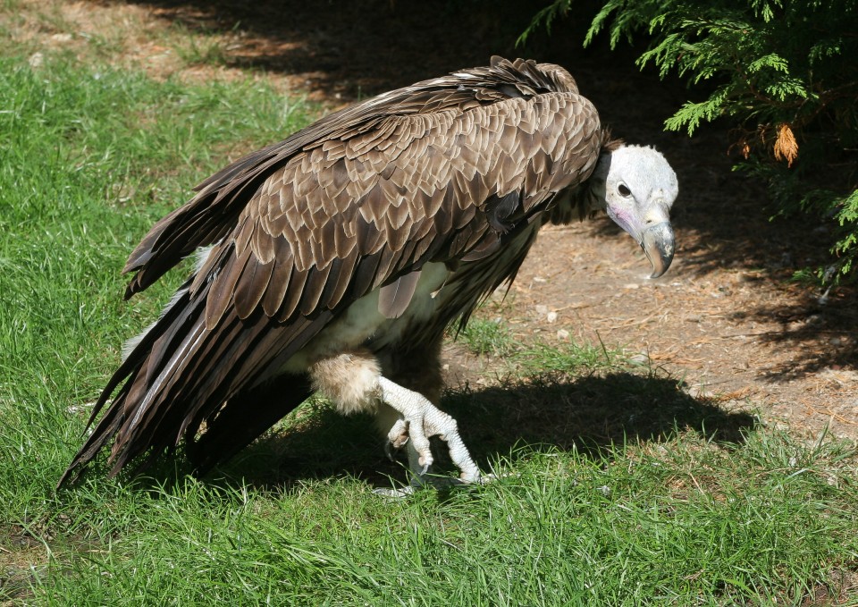 16. Стервятник (Vulture) 16. Стервятник (Vulture) животные, факты