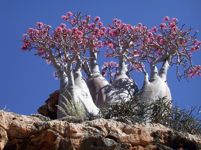 Роза пустыни - необычное дерево острова Сокотра. Фото