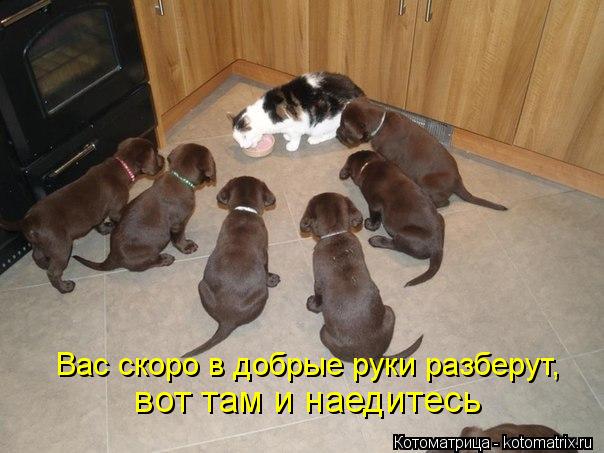 И снова котоматрица!!! И снова котоматрица!!!