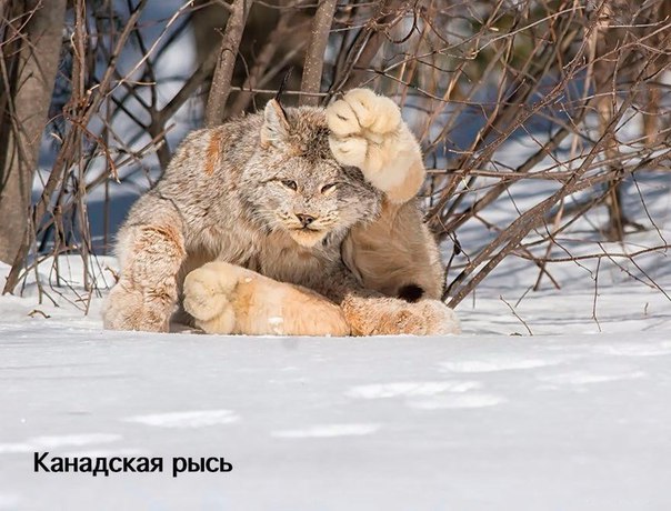 Редкие дикие кошки, о которых вы наверняка не знали (8 фото)