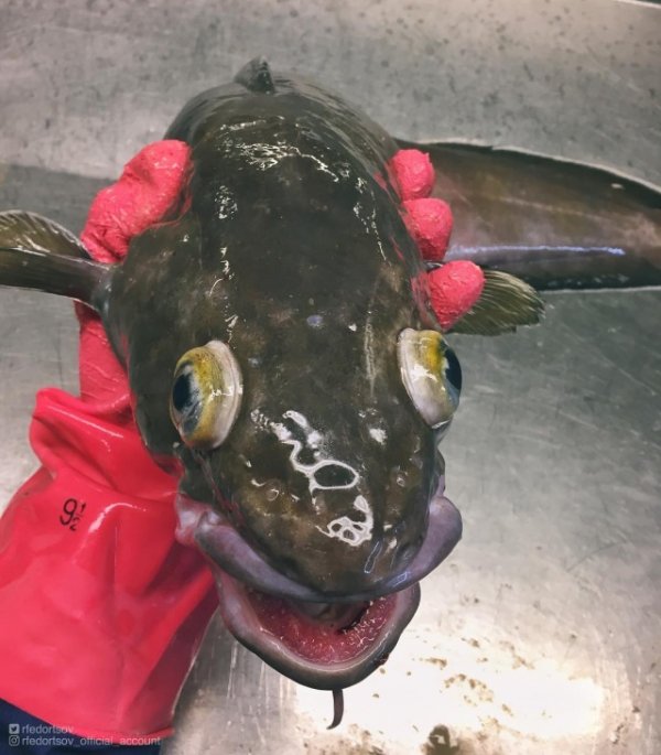 Чудища морских глубин Чудища морских глубин