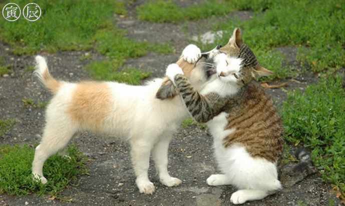 Кошки и собаки. Враги или друзья? животные, коты, кошки и собаки, прикол